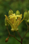 鲜花