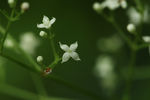 鲜花