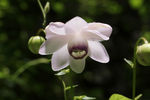 鲜花