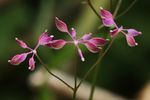 鲜花