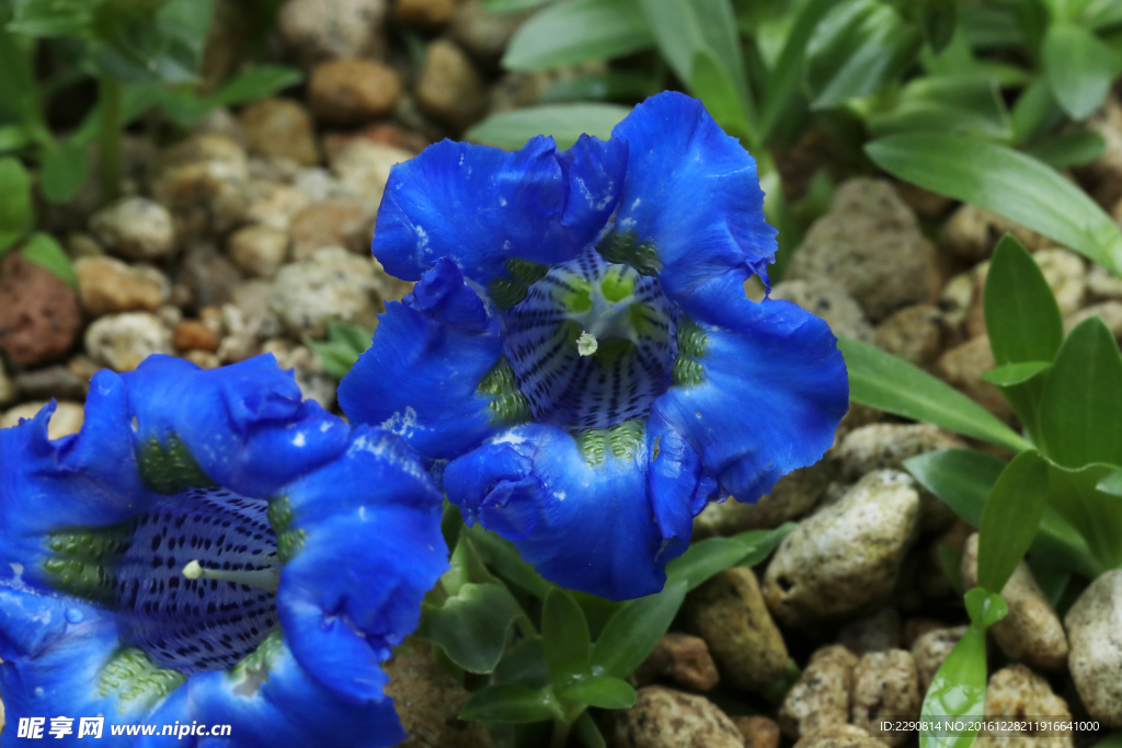 鲜花