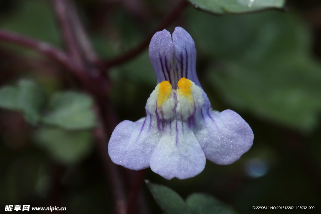 鲜花