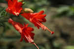 鲜花
