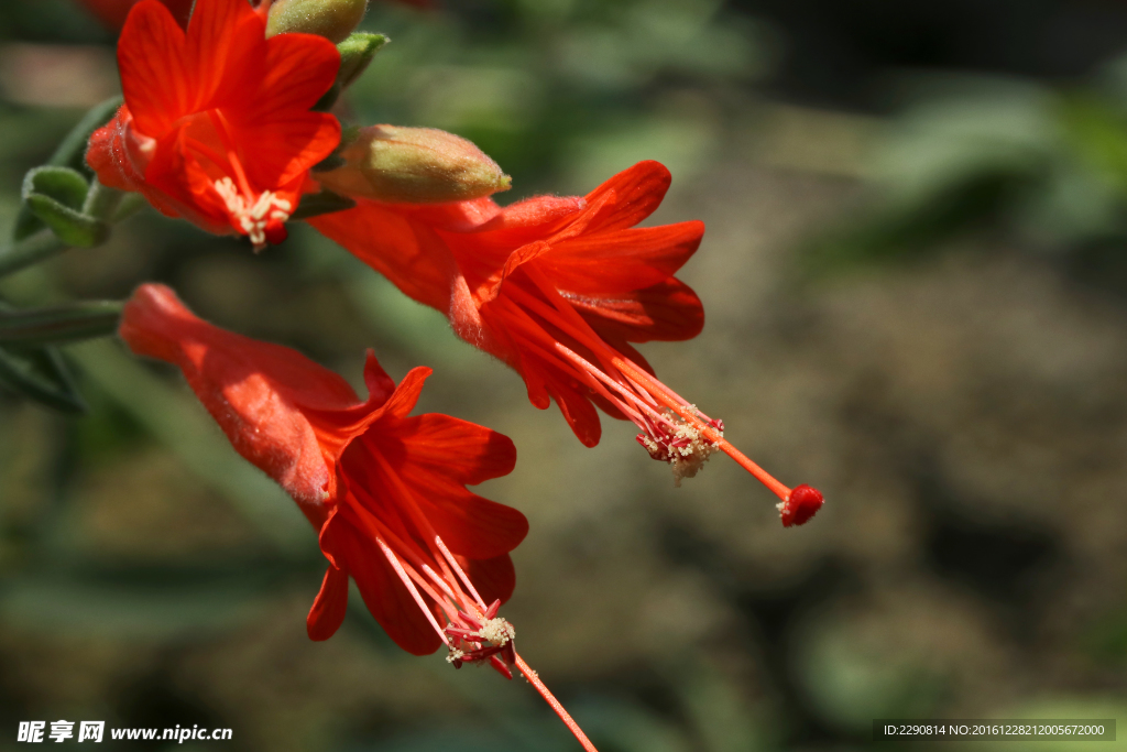 鲜花