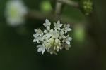 鲜花
