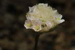 鲜花
