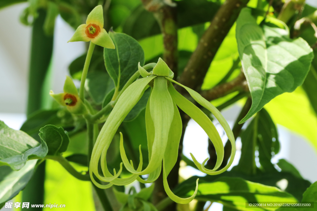 鲜花