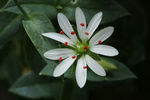 鲜花