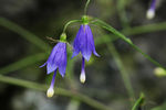 鲜花