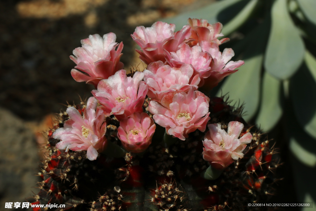 鲜花