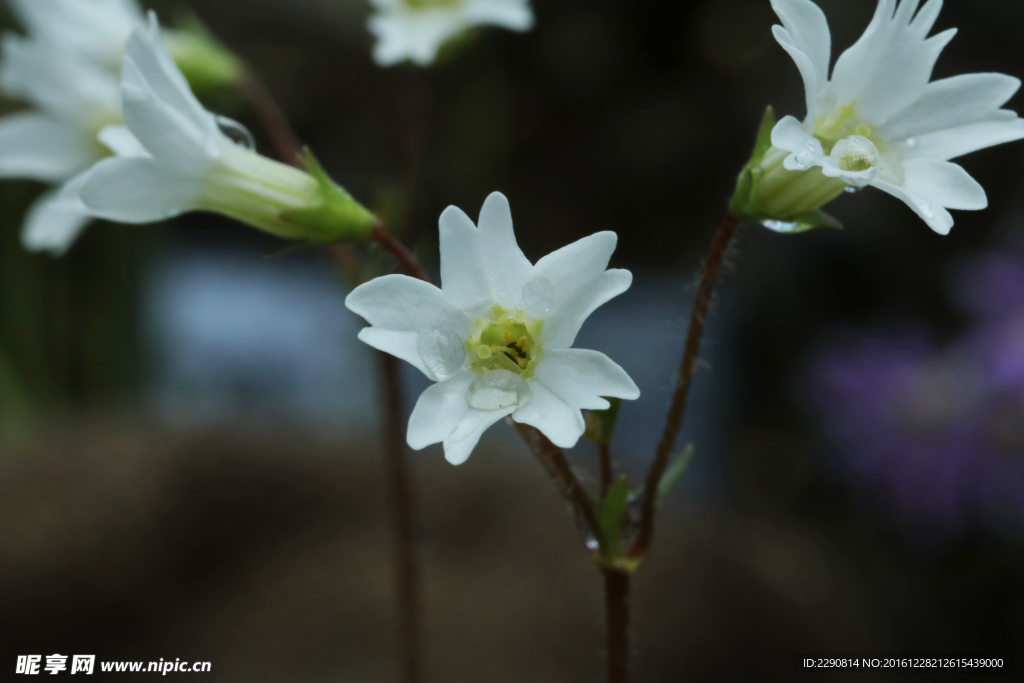 鲜花