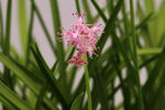 鲜花