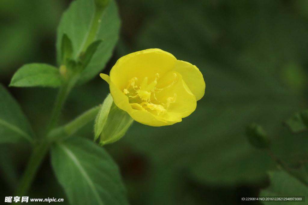 鲜花