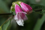 鲜花
