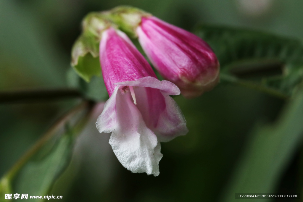 鲜花