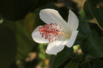 鲜花