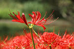 鲜花