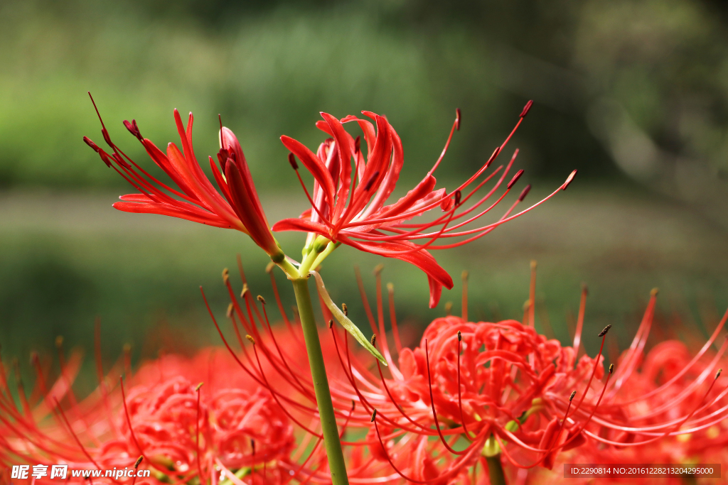 鲜花