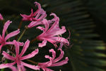 鲜花