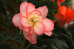 鲜花