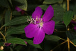 鲜花