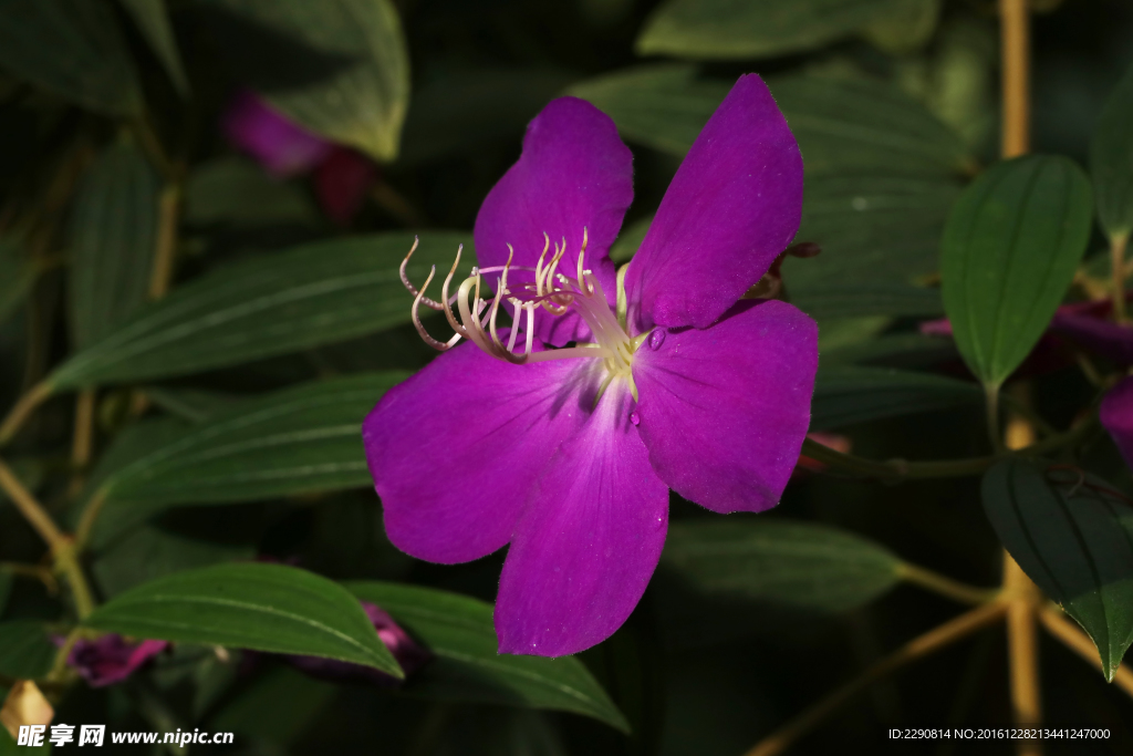鲜花