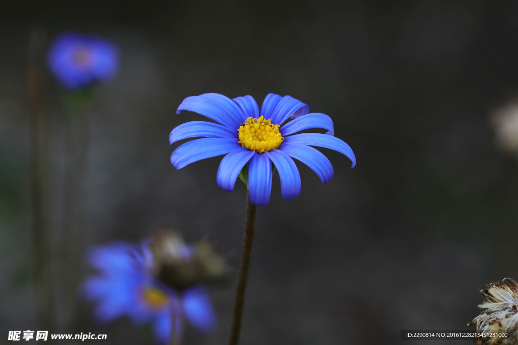 鲜花