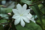 鲜花