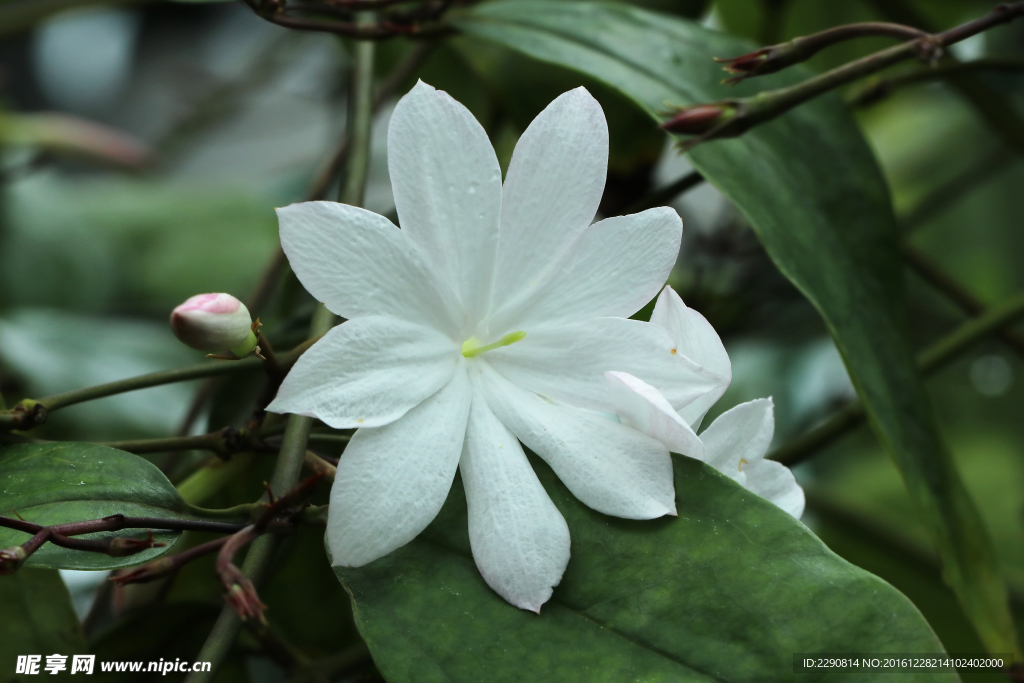 鲜花