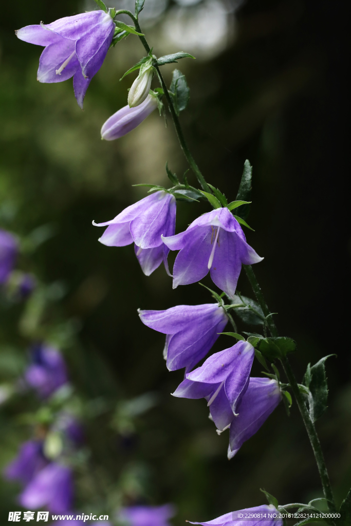 鲜花
