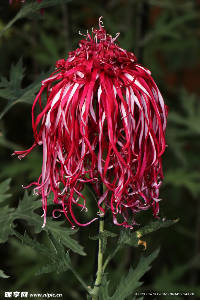 鲜花