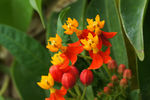 鲜花