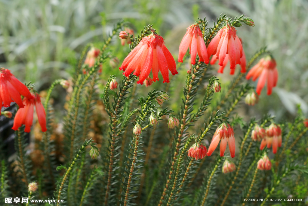 鲜花