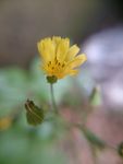 小黄花