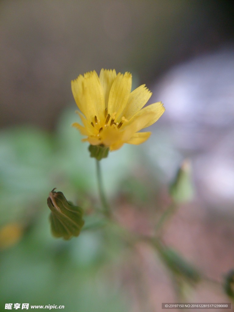 小黄花