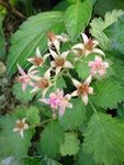 粉红小花