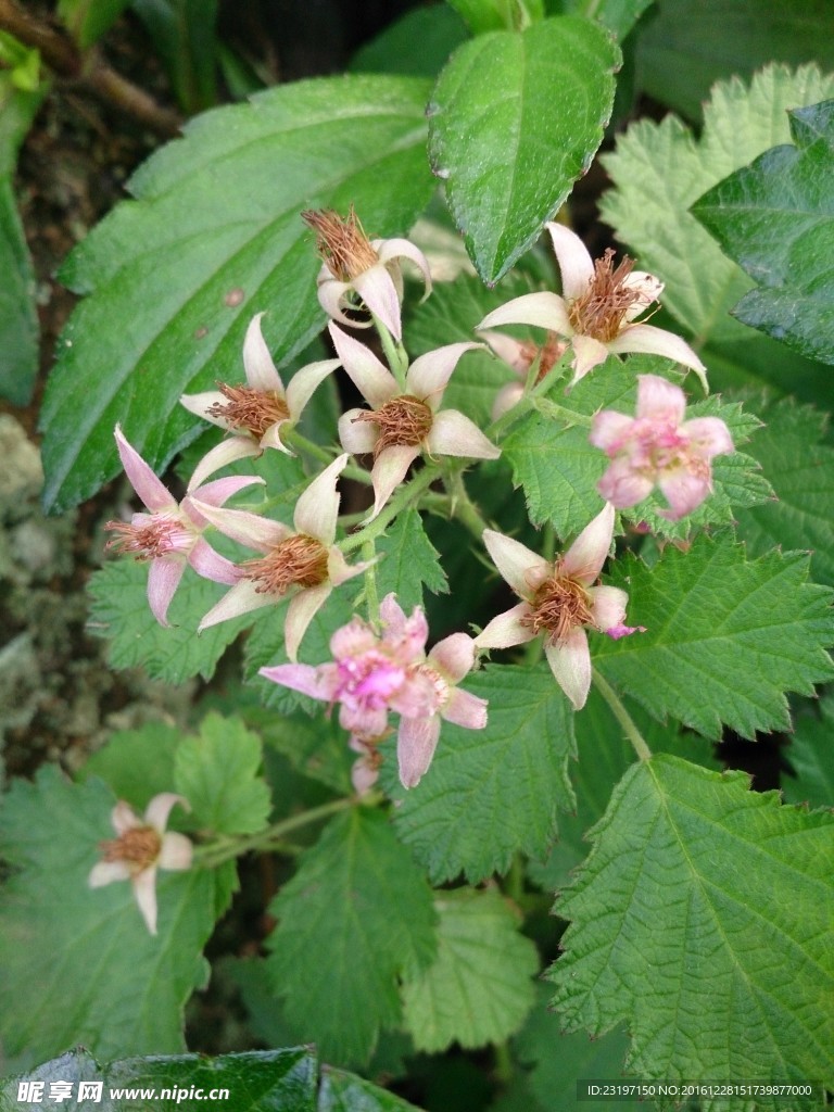 粉红小花