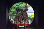 南京总统府 国宝太湖石