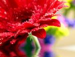花卉