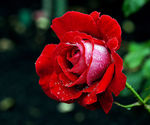 玫瑰花