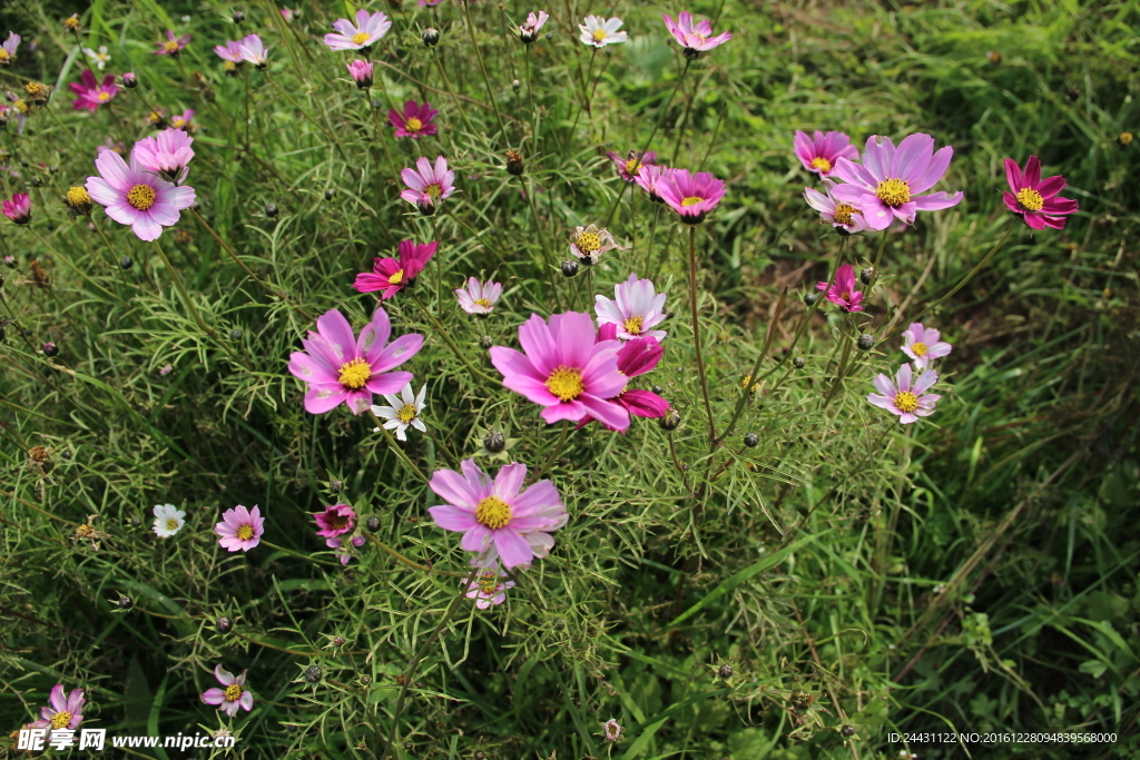 格桑花 波斯菊