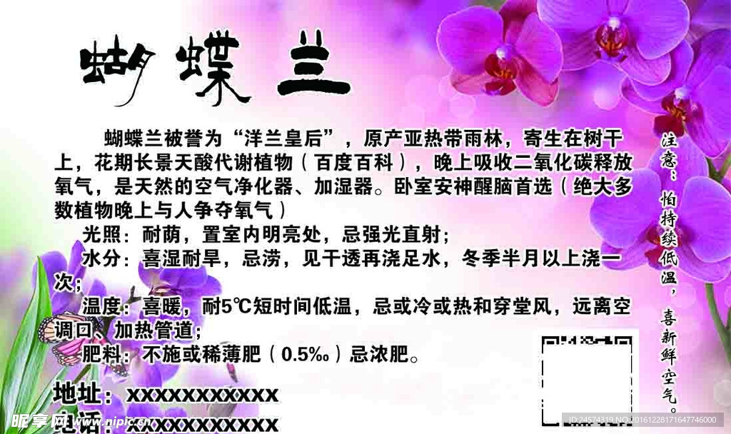 蝴蝶兰简介