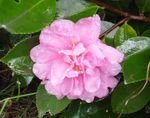 水润茶梅花