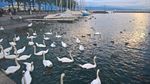 瑞士日内瓦湖边的天鹅