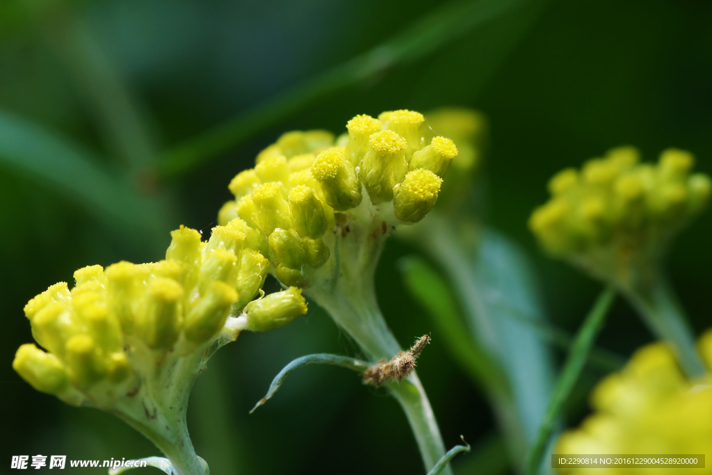 鲜花