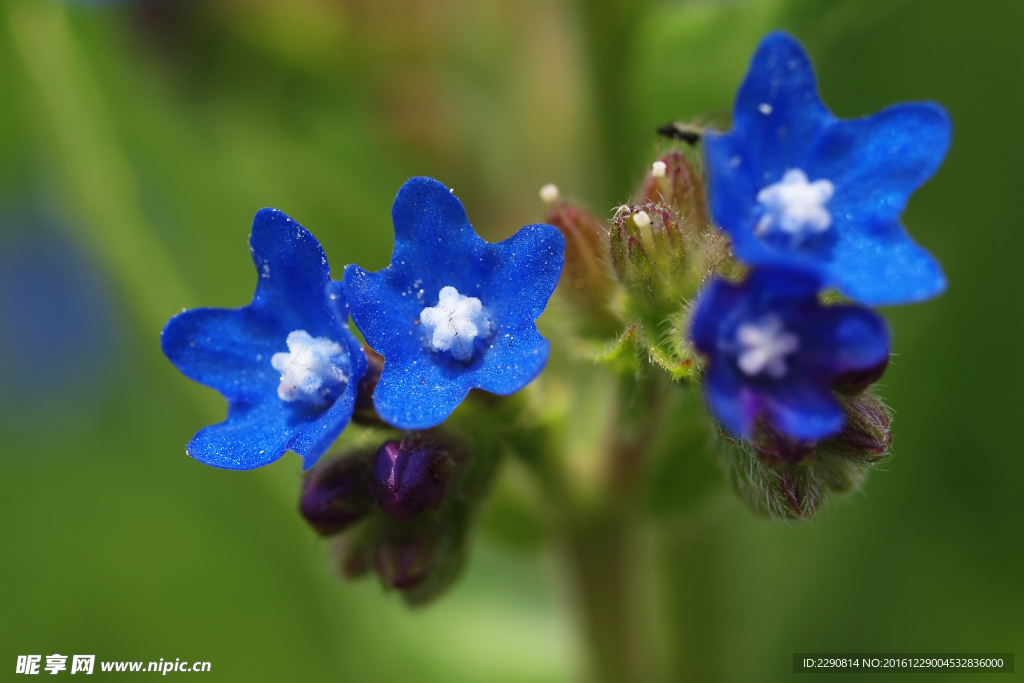 鲜花