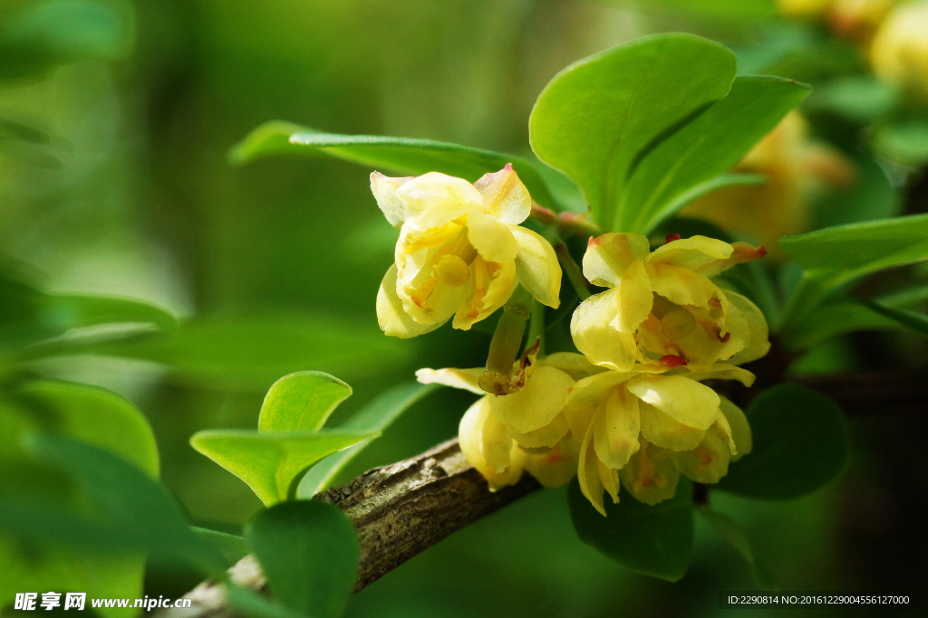 鲜花