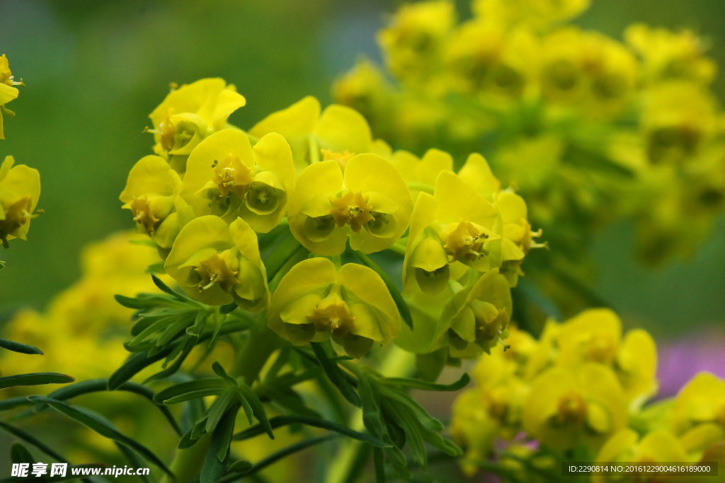鲜花