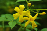 鲜花