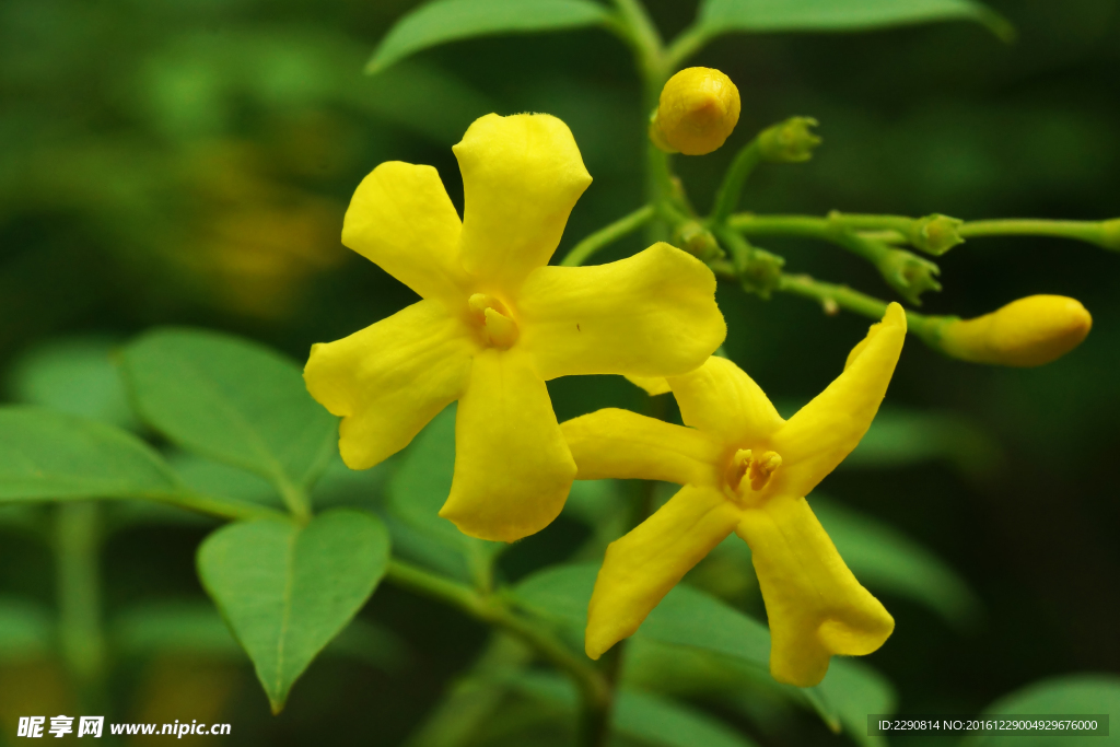 鲜花